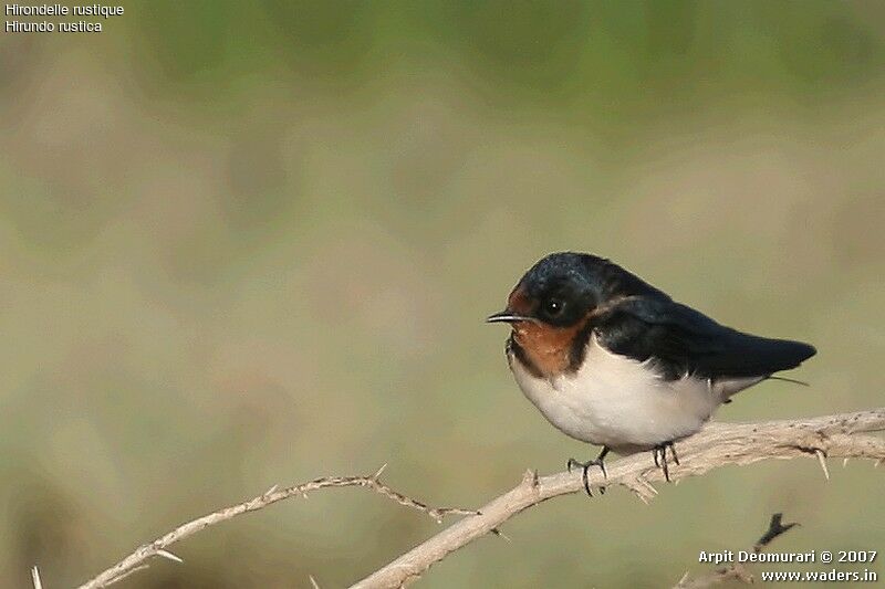 Hirondelle rustique