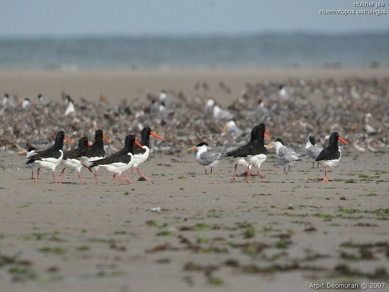 Eurasian Oystercatcher