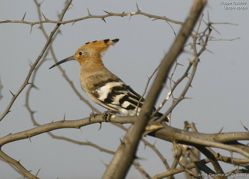 Eurasian Hoopoe