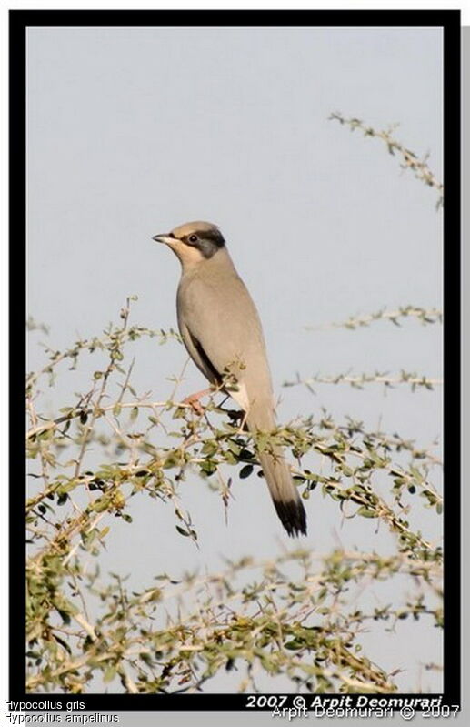 Hypocolius gris mâle adulte