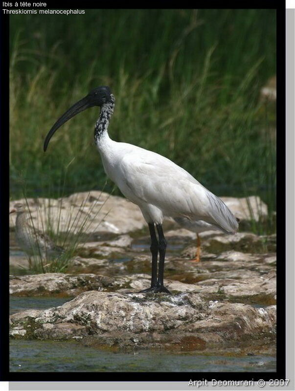 Ibis à tête noire