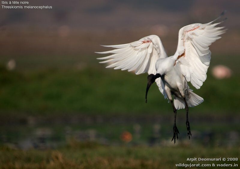 Ibis à tête noire