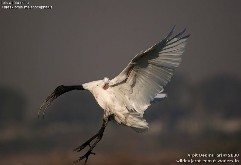 Ibis à tête noire