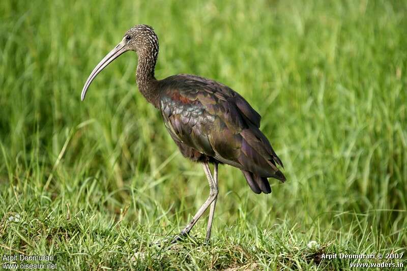 Glossy Ibisadult post breeding, identification