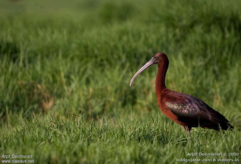 Ibis falcinelleadulte nuptial, identification