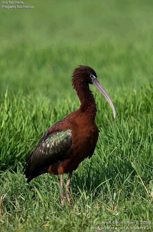 Ibis falcinelle