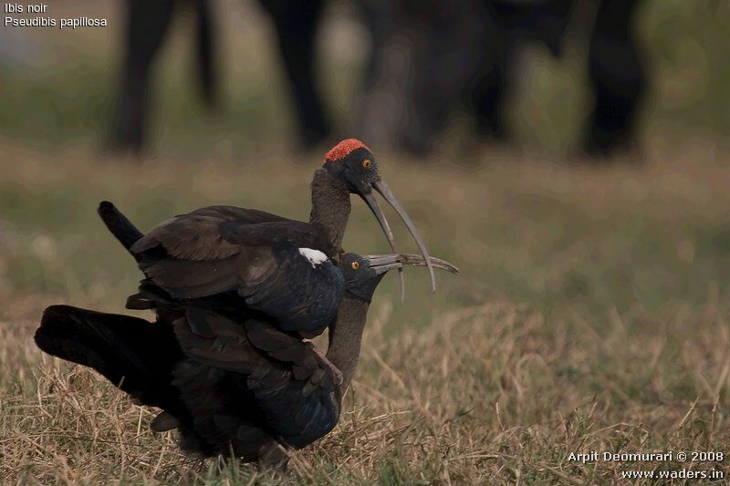 Red-naped Ibis