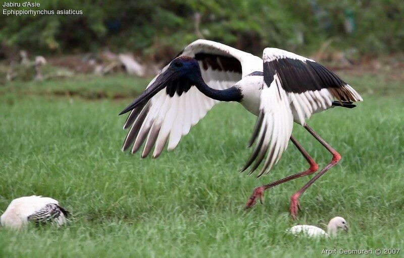 Black-necked Stork