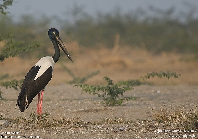 Black-necked Stork