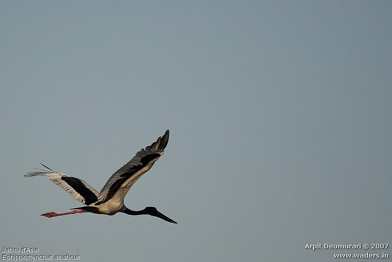 Jabiru d'Asie