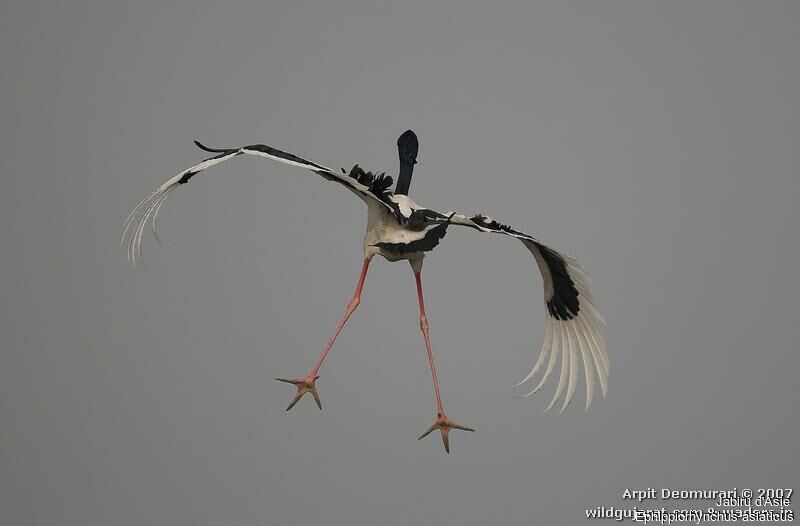 Black-necked Stork