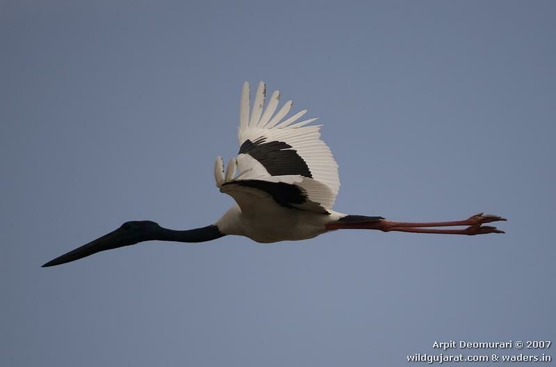 Jabiru d'Asie