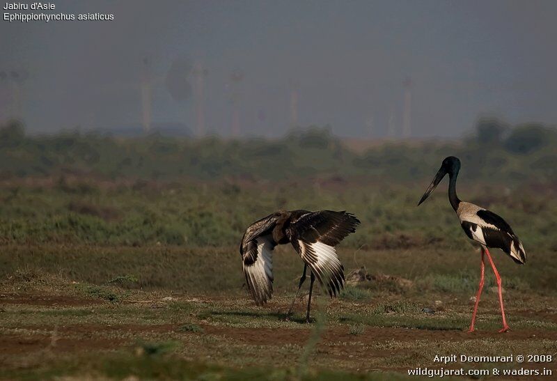 Jabiru d'Asie