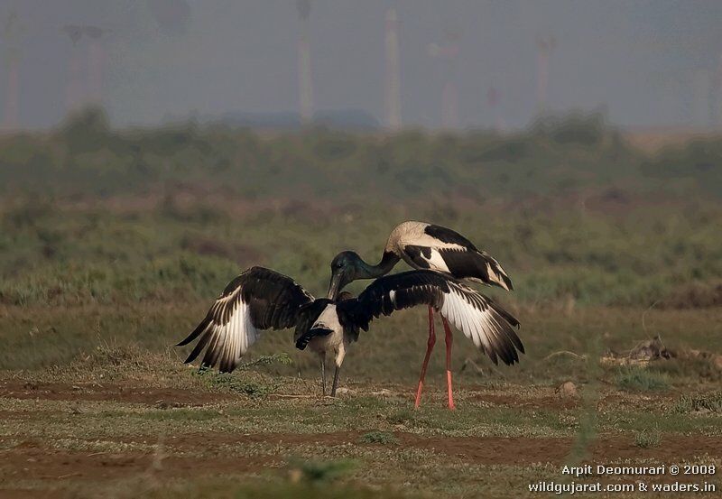 Jabiru d'Asie