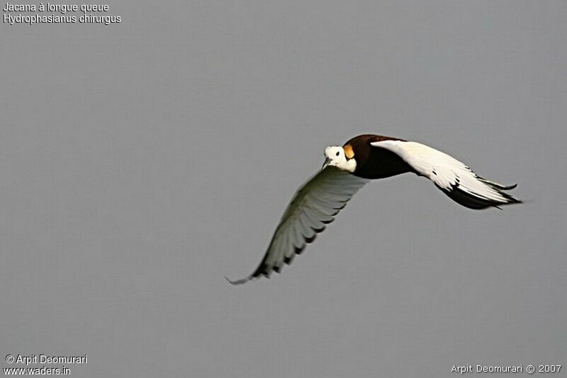 Jacana à longue queueadulte nuptial