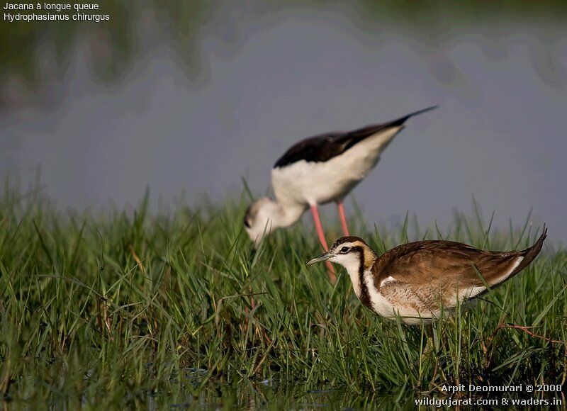 Jacana à longue queueimmature