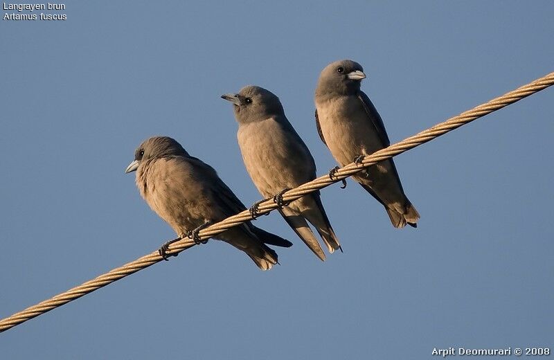 Ashy Woodswallow