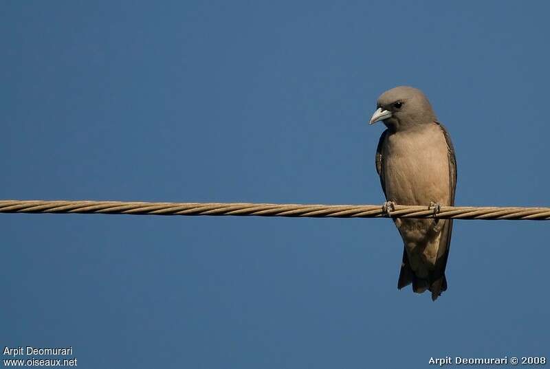 Ashy Woodswallow