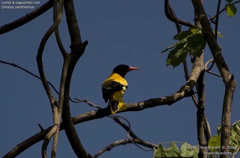 Black-hooded Oriole