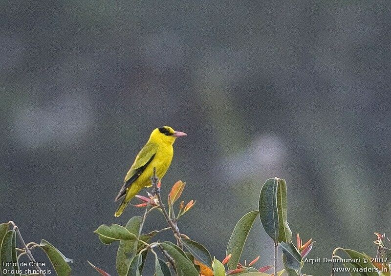 Black-naped Oriole