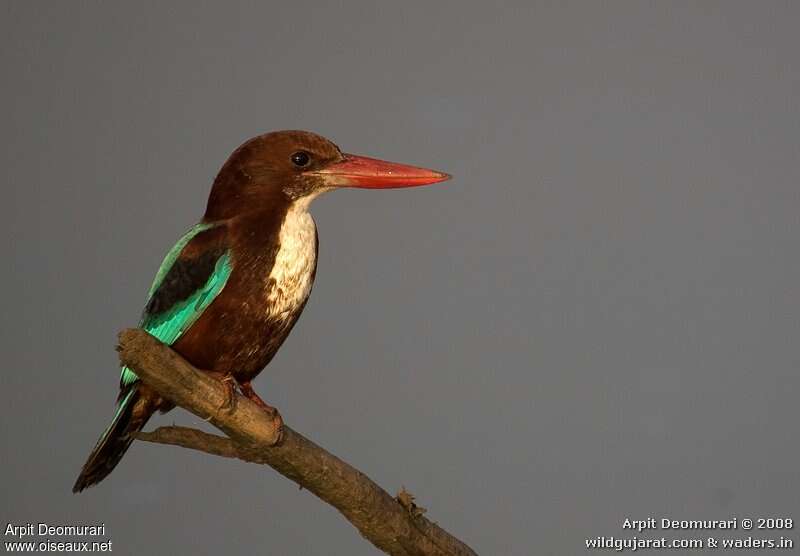 White-throated Kingfishersubadult, identification