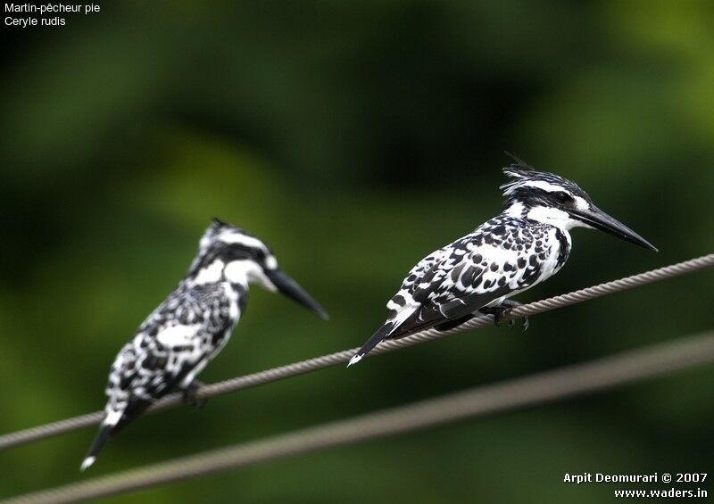 Pied Kingfisher