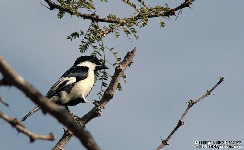 White-naped Titadult breeding