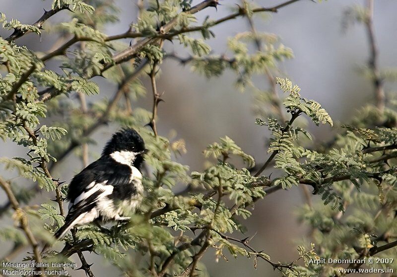 White-naped Tit