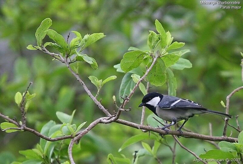 Mésange charbonnièreadulte nuptial