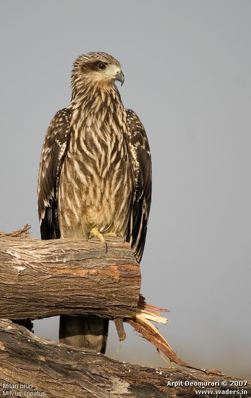 Black Kite (lineatus)