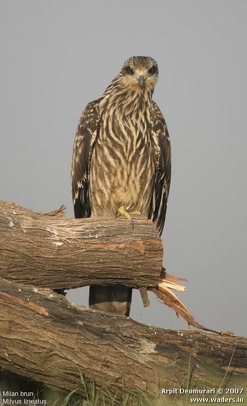 Black Kite (lineatus)