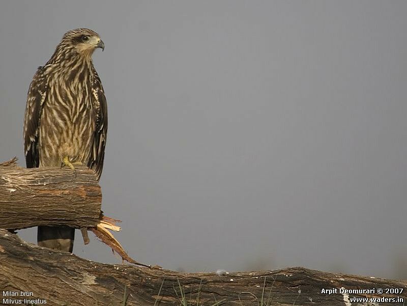 Black Kite (lineatus)