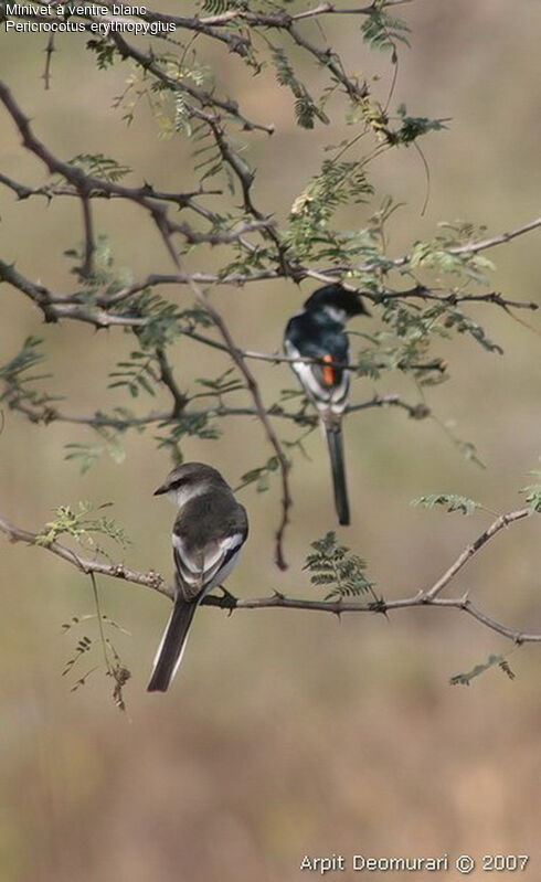 White-bellied Minivet adult breeding