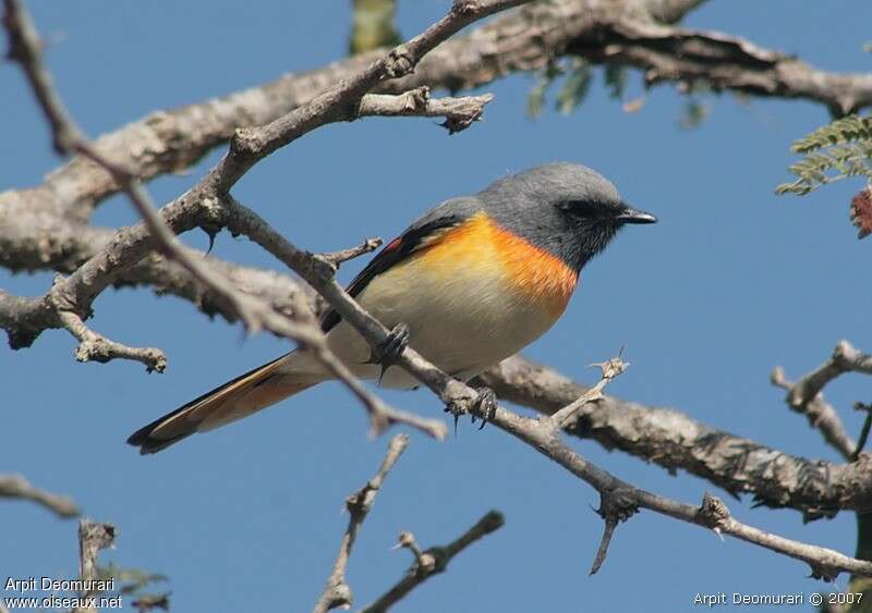 Minivet oranor mâle adulte