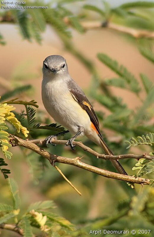 Small Minivet female adult breeding