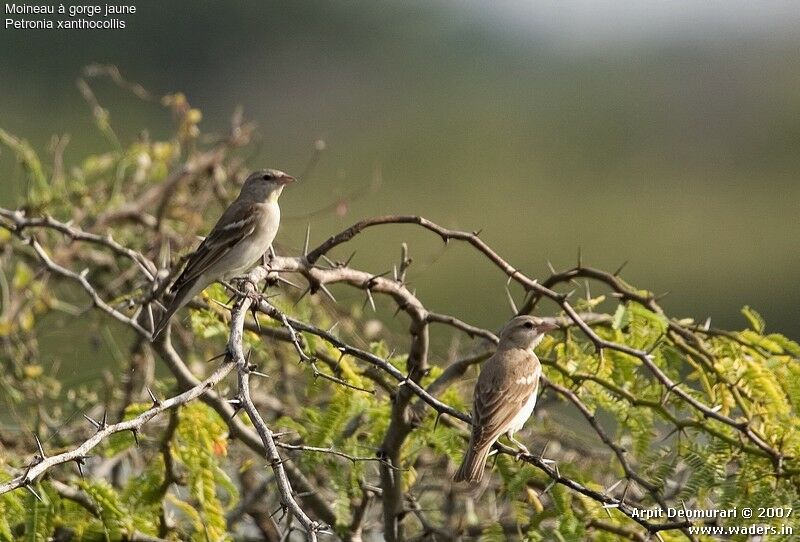 Yellow-throated Sparrow