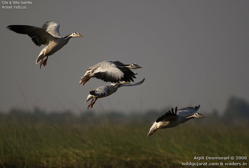 Bar-headed Goose