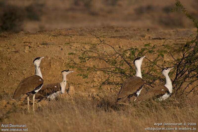 Outarde à tête noireadulte, habitat