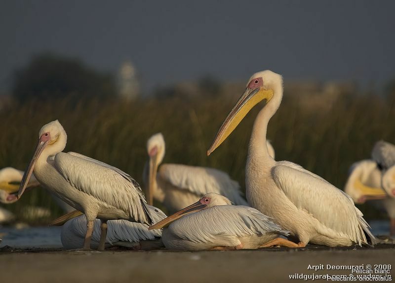 Great White Pelican