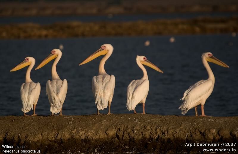 Great White Pelican