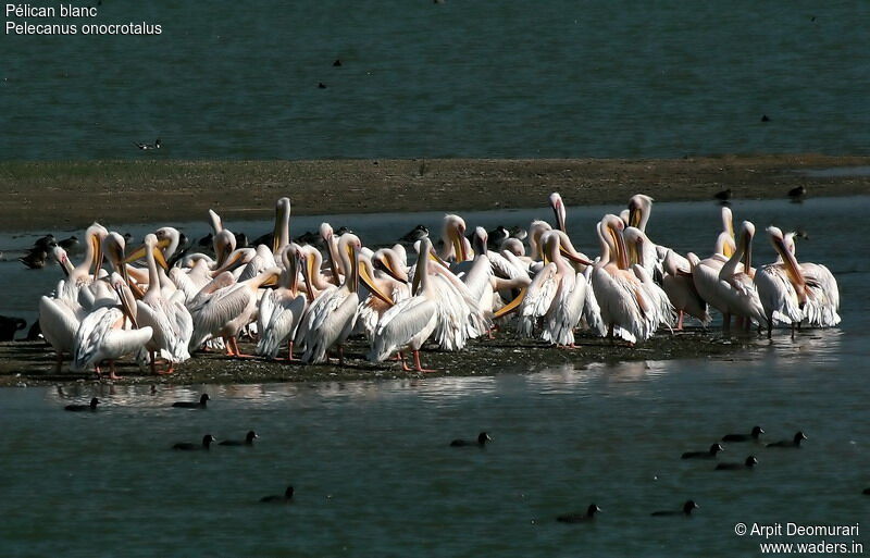 Great White Pelican