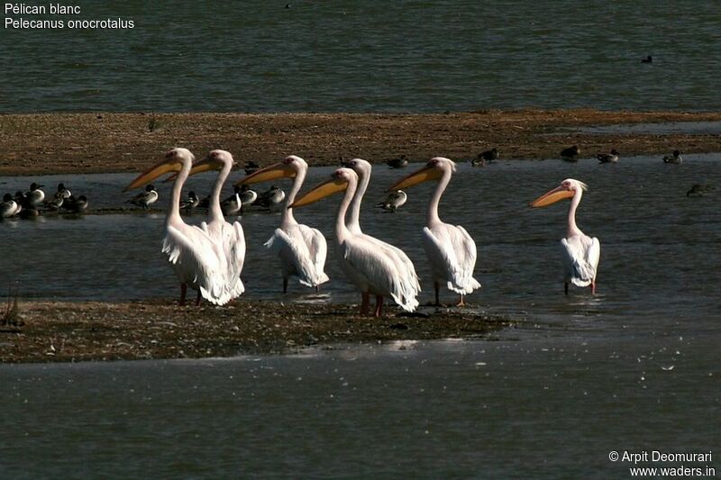 Great White Pelican