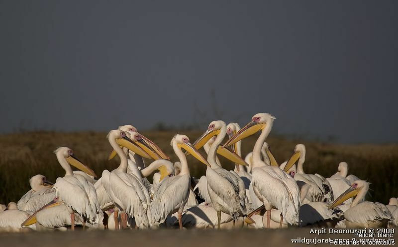 Great White Pelican