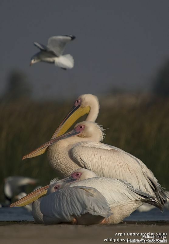 Great White Pelican