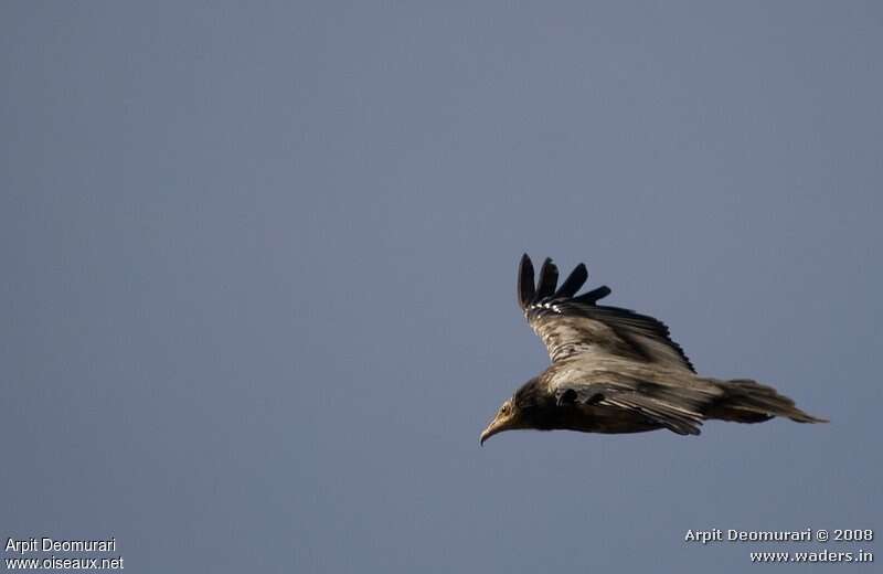 Egyptian Vultureimmature, Flight