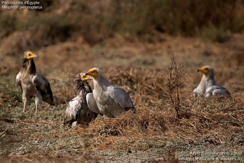 Egyptian Vulture