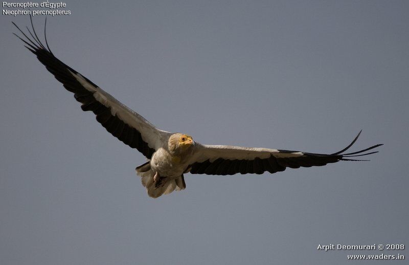 Egyptian Vulture