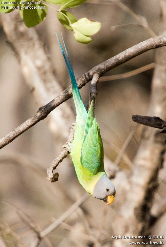 Plum-headed Parakeet