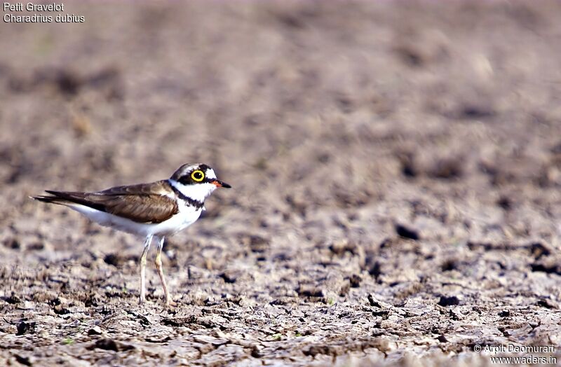 Little Ringed Plover