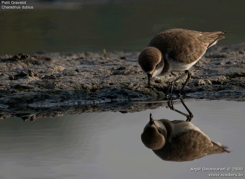 Little Ringed Plover